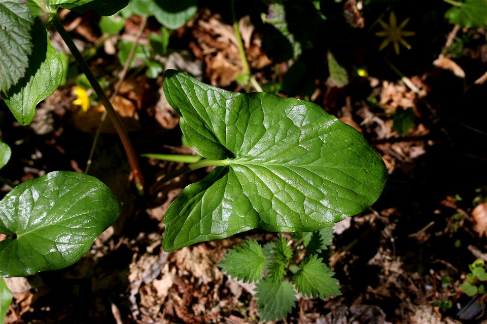 Photograph of an Arum maculatum leaf