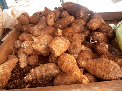 Root veges like these are very common in Cuba, where potatoes are rather rare.