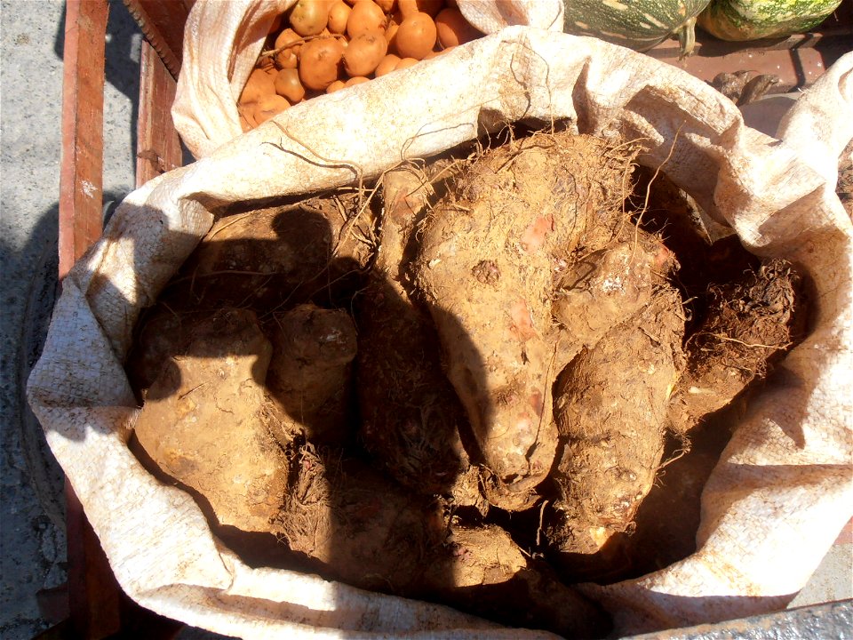 Root veges "Malanga" (Xanthosoma sagittifolium) in Cuba, together with potatoes and Melons.
oops - spoiled by shadow of photographer...
