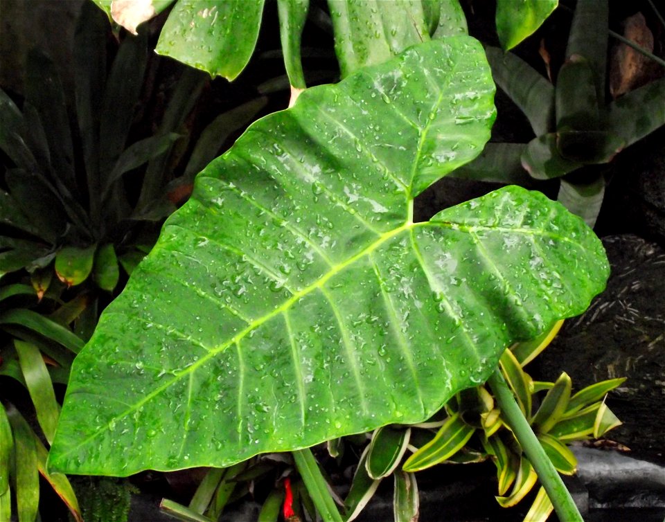 Xanthosoma sagittifolium in the Botanical Building at Balboa Park, San Diego, California, USA. Identified by sign.