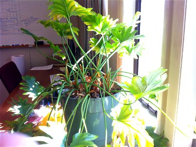 a plant on the shelf near the window is green with long stems and single leaf similar to hope dendron. probably Philodendron xanadu. photo