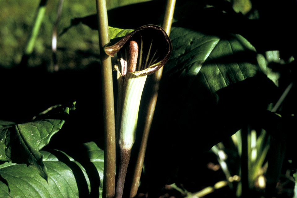 Arisaema triphyllum