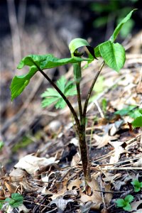 Self made picture of Arisaema triphyllum showing habit.