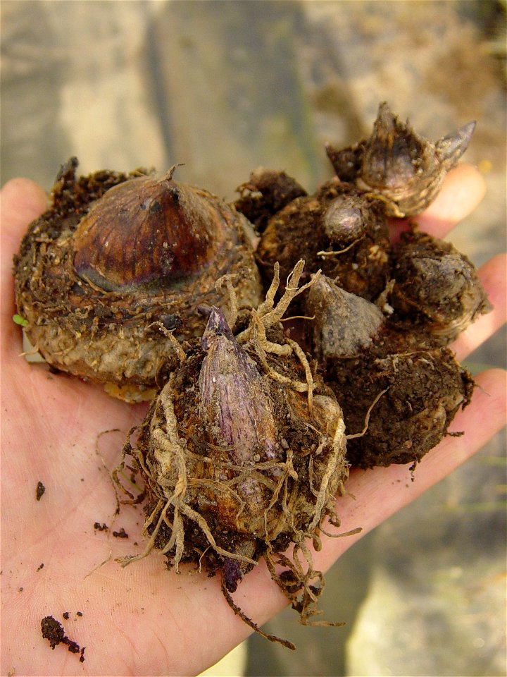 Bulbs of Arisaema triphyllum.