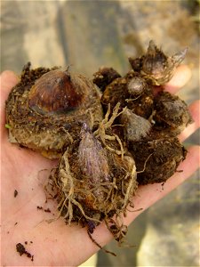 Bulbs of Arisaema triphyllum. photo