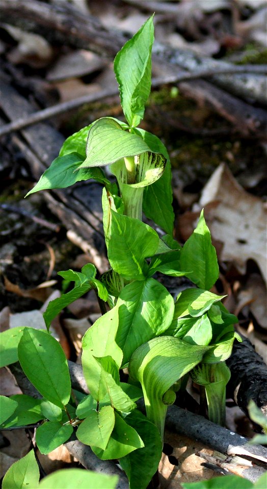 Self made image, taken in the spring of 2008, of a Jack-in-the-pulpit clump.