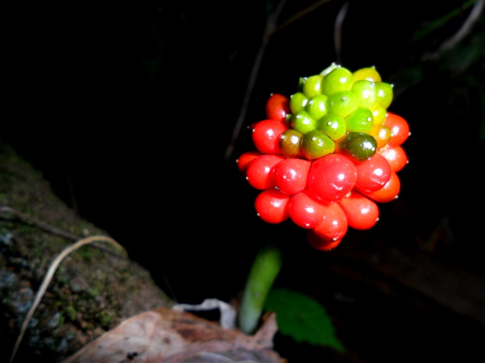 Jack-in-the-pulpit seed berries