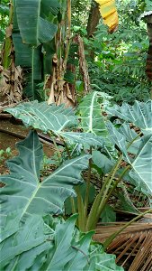 A wild specimen of Alocasia sanderiana from the Philippines.
Kingdom: 	Plantae
(unranked): 	Angiosperms
(unranked): 	Monocots
Order: 	Alismatales
Family: 	Araceae
Subfamily: 	Aroideae
Tribe: 	Colocasi