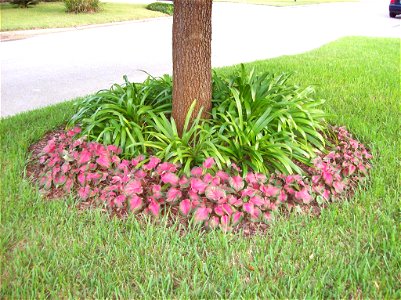 Caladium Florida Sweetheart