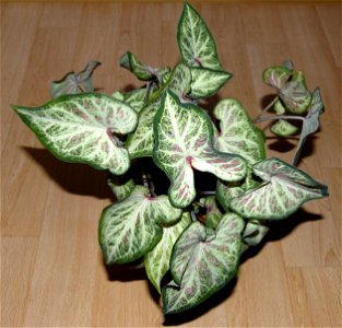 Caladium bicolor 'Candyland'