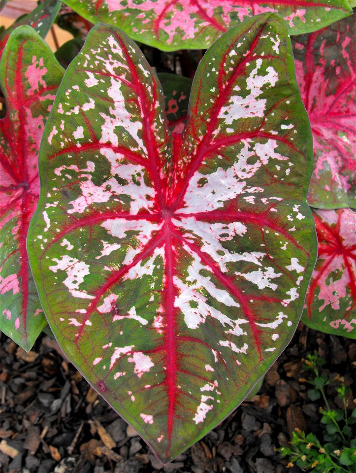 Caladium sp. on display at the San Diego County Fair, California, USA. Identified by exhibitor's sign.