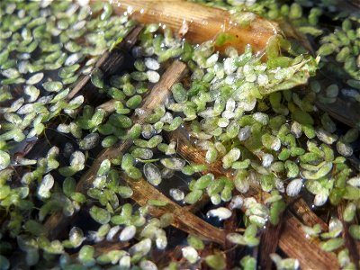 Kleine Wasserlinse (Lemna minor) im Landesgartenschaupark Hockenheim