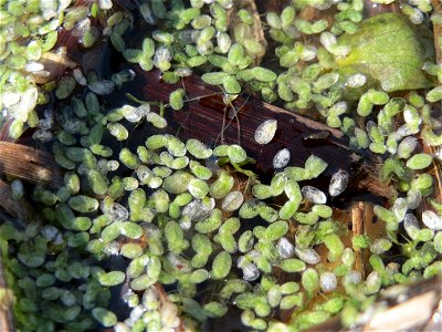 Kleine Wasserlinse (Lemna minor) im Landesgartenschaupark Hockenheim