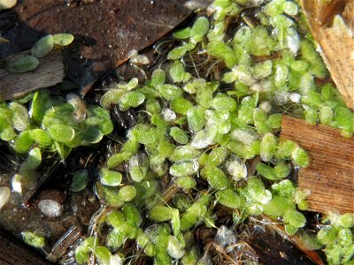 Kleine Wasserlinse (Lemna minor) im Landesgartenschaupark Hockenheim
