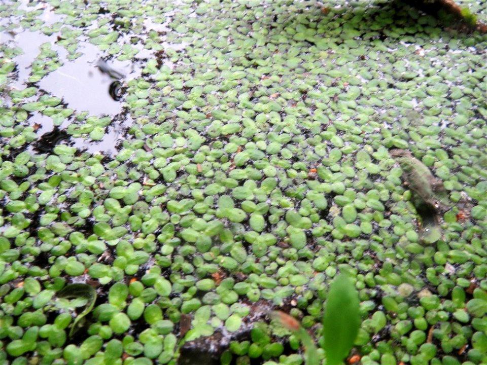 Kleine Wasserlinse (Lemna minor) am Tabaksweiher in Sankt Arnual