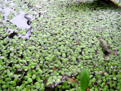 Kleine Wasserlinse (Lemna minor) am Tabaksweiher in Sankt Arnual