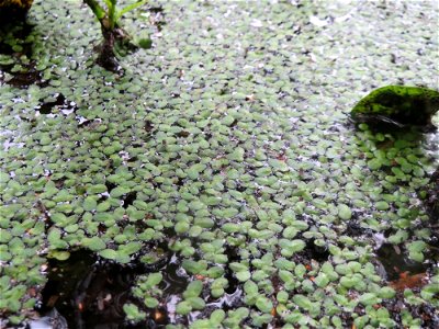 Kleine Wasserlinse (Lemna minor) am Tabaksweiher in Sankt Arnual