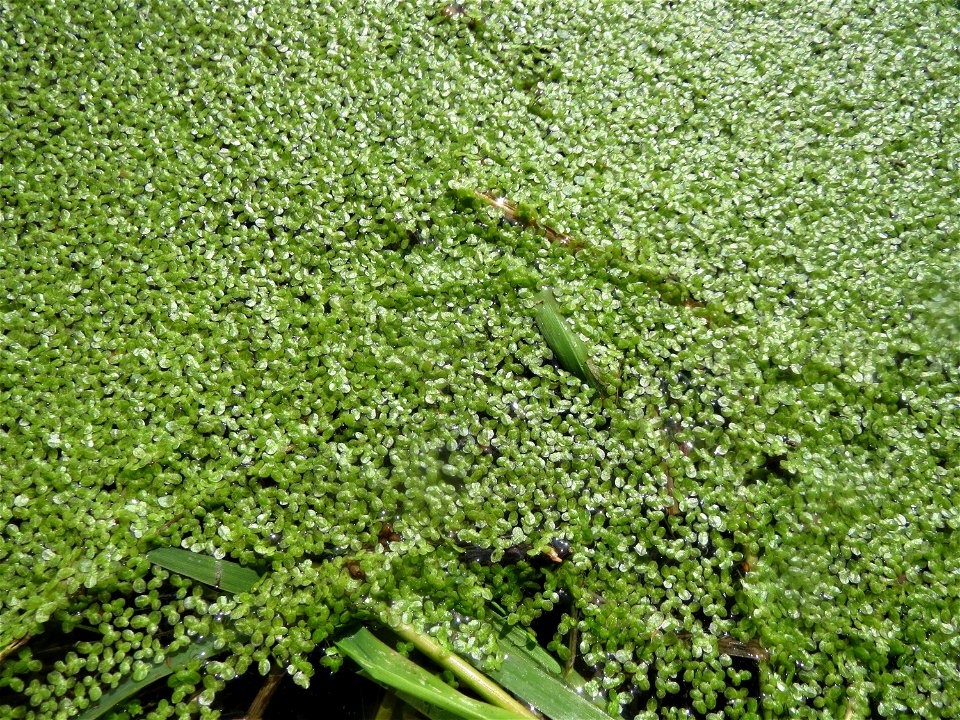 Kleine Wasserlinse (Lemna minor) am Kraichbach in Hockenheim