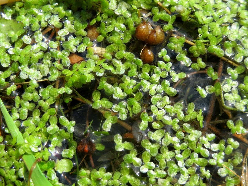 Kleine Wasserlinse (Lemna minor) am Kraichbach in Hockenheim