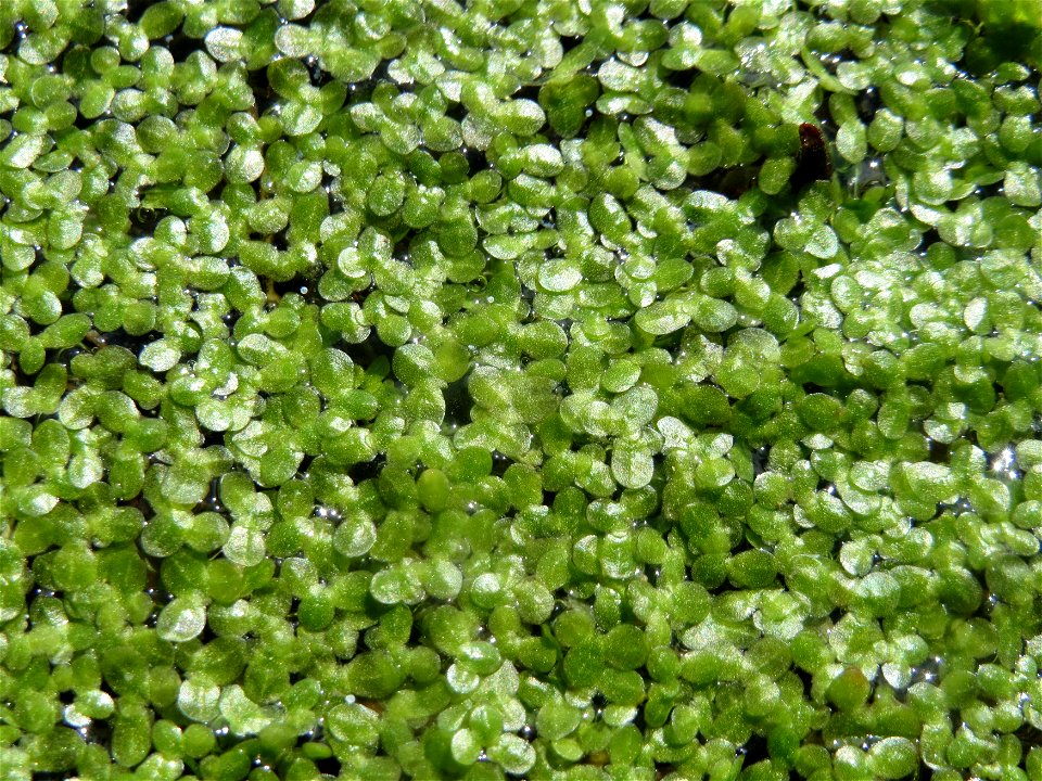 Kleine Wasserlinse (Lemna minor) am Kraichbach in Hockenheim