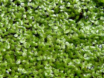 Kleine Wasserlinse (Lemna minor) am Kraichbach in Hockenheim