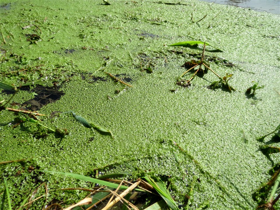 Kleine Wasserlinse (Lemna minor) am Kraichbach in Hockenheim
