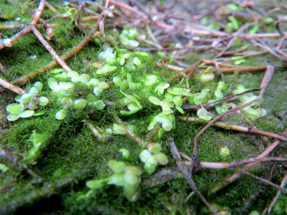 "Gestrandete" Kleine Wasserlinse (Lemna minor) am Kraichbach in Hockenheim