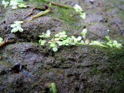 "Gestrandete" Kleine Wasserlinse (Lemna minor) am Kraichbach in Hockenheim