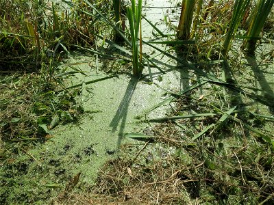 Kleine Wasserlinse (Lemna minor) im Hockenheimer Rheinbogen