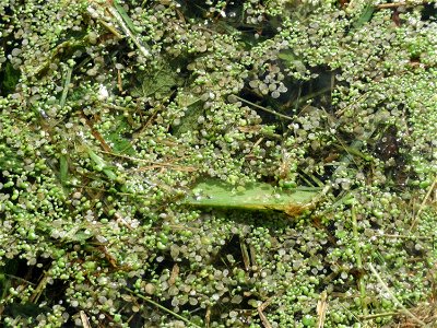 Kleine Wasserlinse (Lemna minor) im Hockenheimer Rheinbogen