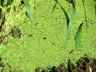 Kleine Wasserlinse (Lemna minor) im Hockenheimer Rheinbogen