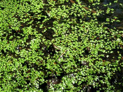 Kleine Wasserlinse oder Entengrütze (Lemna minor) im Naturschutzgebiet „Marlach“ im Landschaftsschutzgebiet „Hockenheimer Rheinbogen“