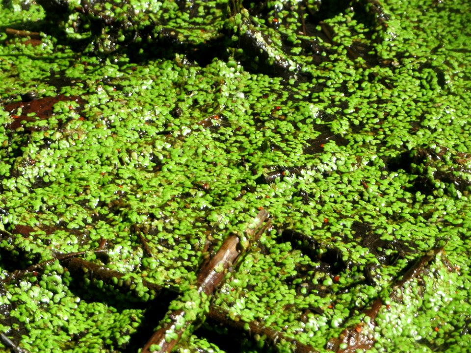 Kleine Wasserlinse oder Entengrütze (Lemna minor) im Naturschutzgebiet „Marlach“ im Landschaftsschutzgebiet „Hockenheimer Rheinbogen“
