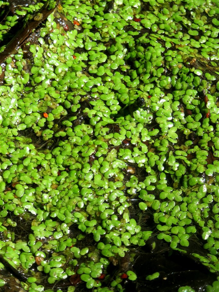 Kleine Wasserlinse oder Entengrütze (Lemna minor) im Naturschutzgebiet „Marlach“ im Landschaftsschutzgebiet „Hockenheimer Rheinbogen“