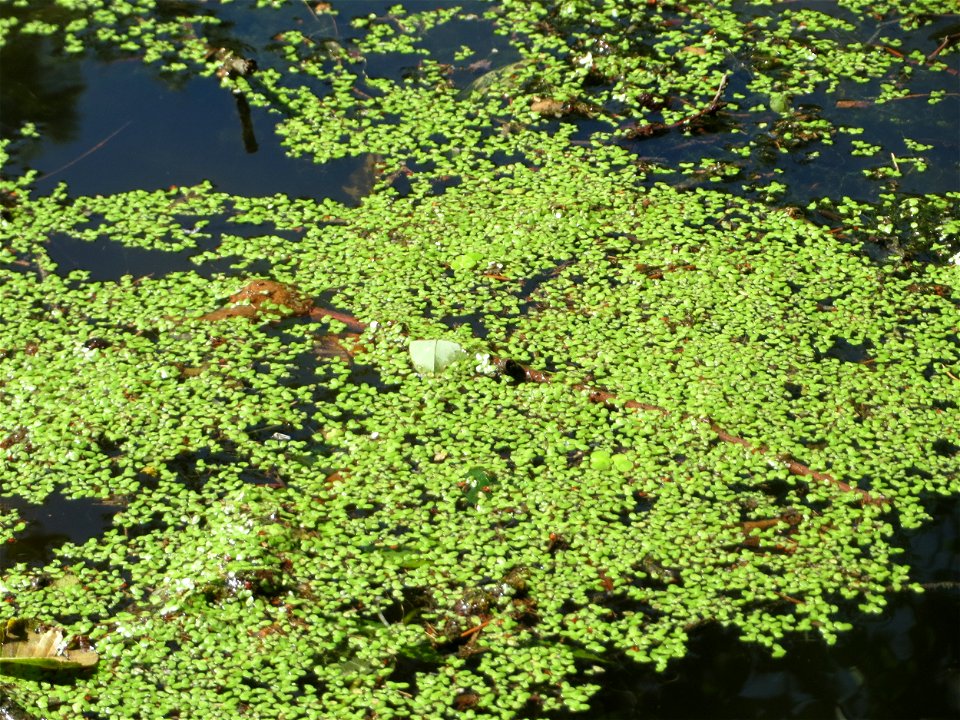 Kleine Wasserlinse (Lemna minor) am Tabaksweiher in Sankt Arnual