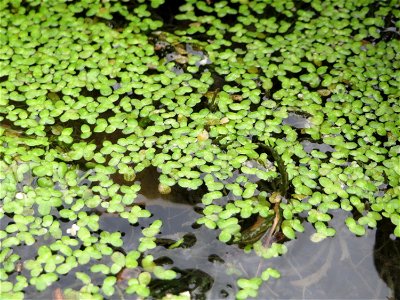 Kleine Wasserlinse (Lemna minor) am Zähringer Kanal (Leimbach) in Schwetzingen