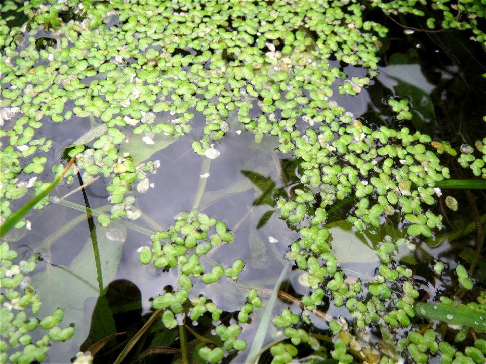 Kleine Wasserlinse (Lemna minor) am Zähringer Kanal (Leimbach) in Schwetzingen
