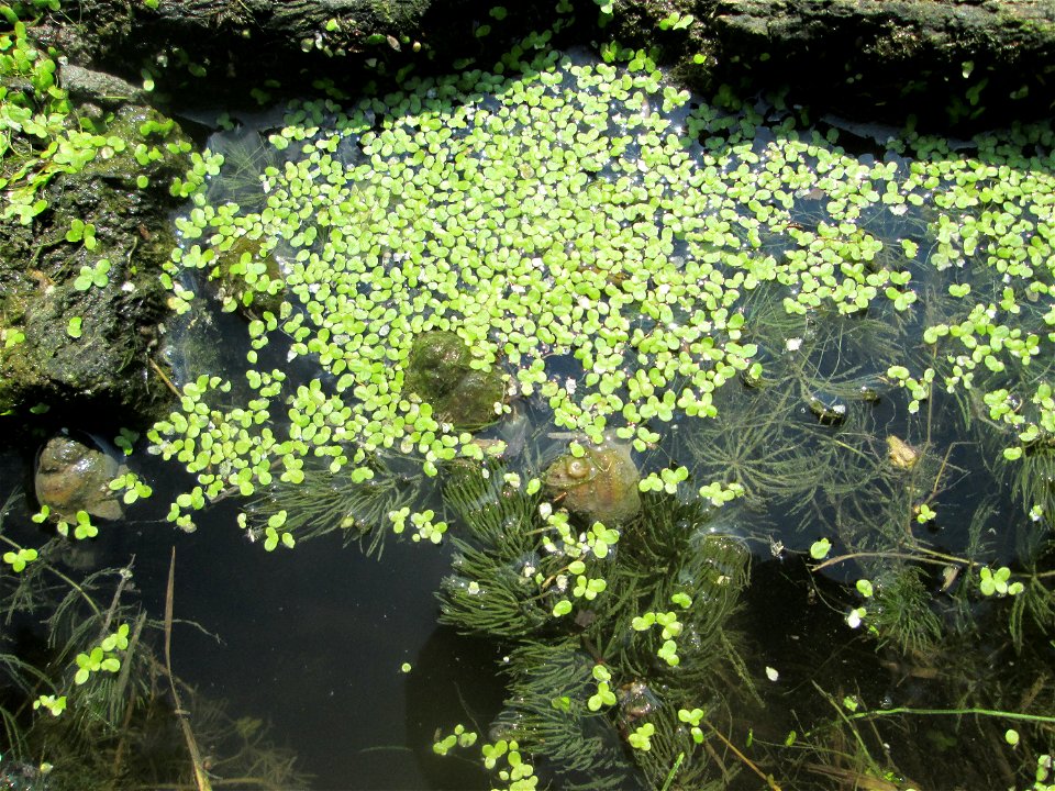 Kleine Wasserlinse (Lemna minor) am Zähringer Kanal in Schwetzingen