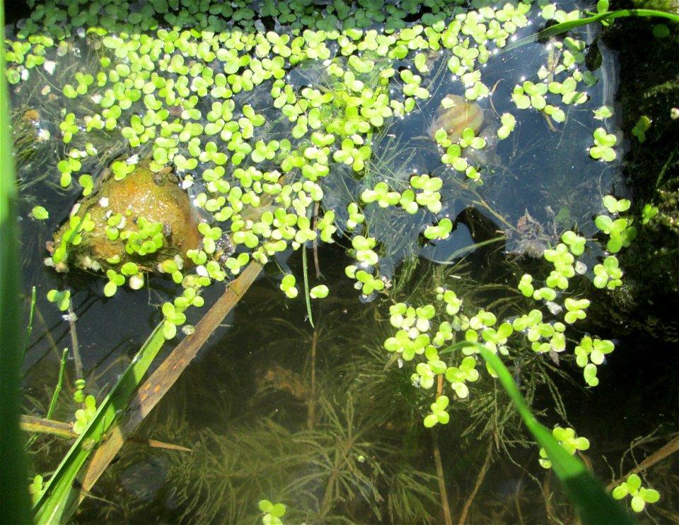 Kleine Wasserlinse (Lemna minor) am Zähringer Kanal in Schwetzingen