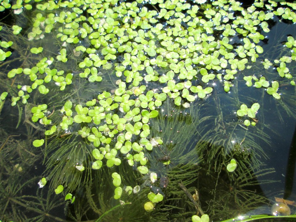 Kleine Wasserlinse (Lemna minor) am Zähringer Kanal in Schwetzingen