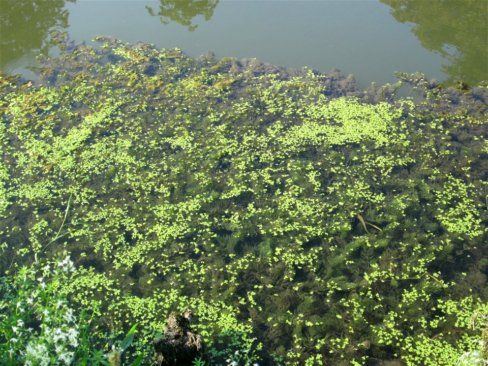Kleine Wasserlinse (Lemna minor) am Zähringer Kanal (Leimbach) in Schwetzingen