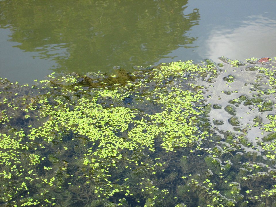 Kleine Wasserlinse (Lemna minor) am Zähringer Kanal (Leimbach) in Schwetzingen