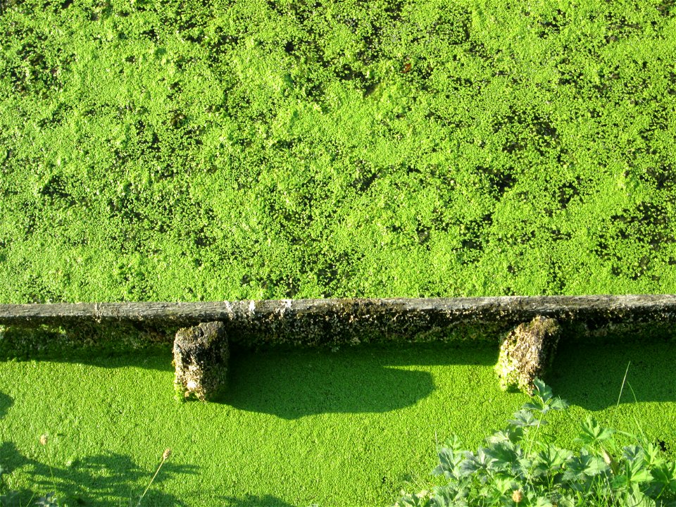 Kleine Wasserlinse (Lemna minor) am Zähringer Kanal (Leimbach) in Schwetzingen
