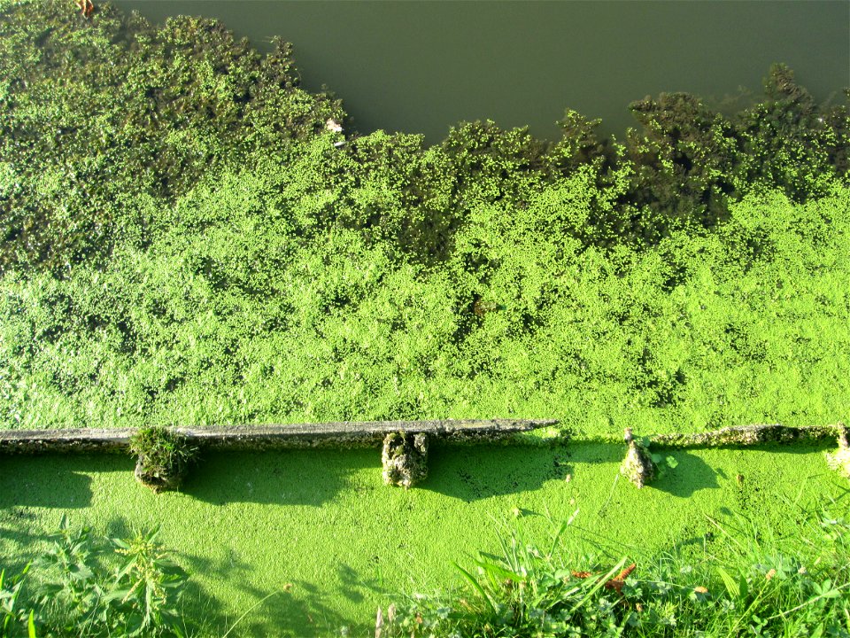 Kleine Wasserlinse (Lemna minor) am Zähringer Kanal (Leimbach) in Schwetzingen