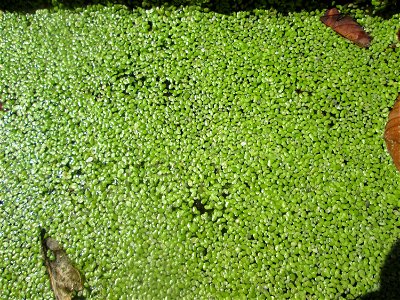 Kleine Wasserlinse (Lemna minor) an einem Teich im Schwetzinger Schlossgarten