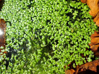 Kleine Wasserlinse (Lemna minor) an einem Teich im Schwetzinger Schlossgarten