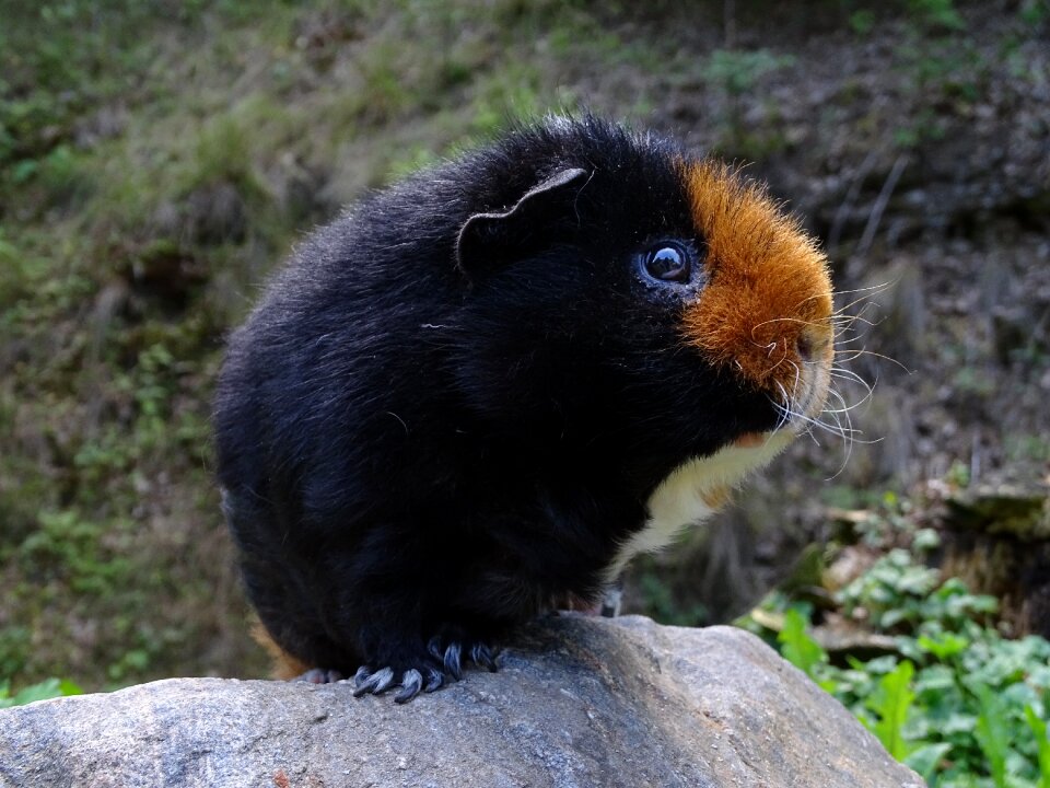 Tricolour animal rodent