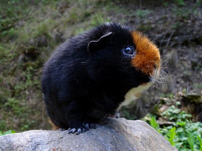 Tricolour animal rodent