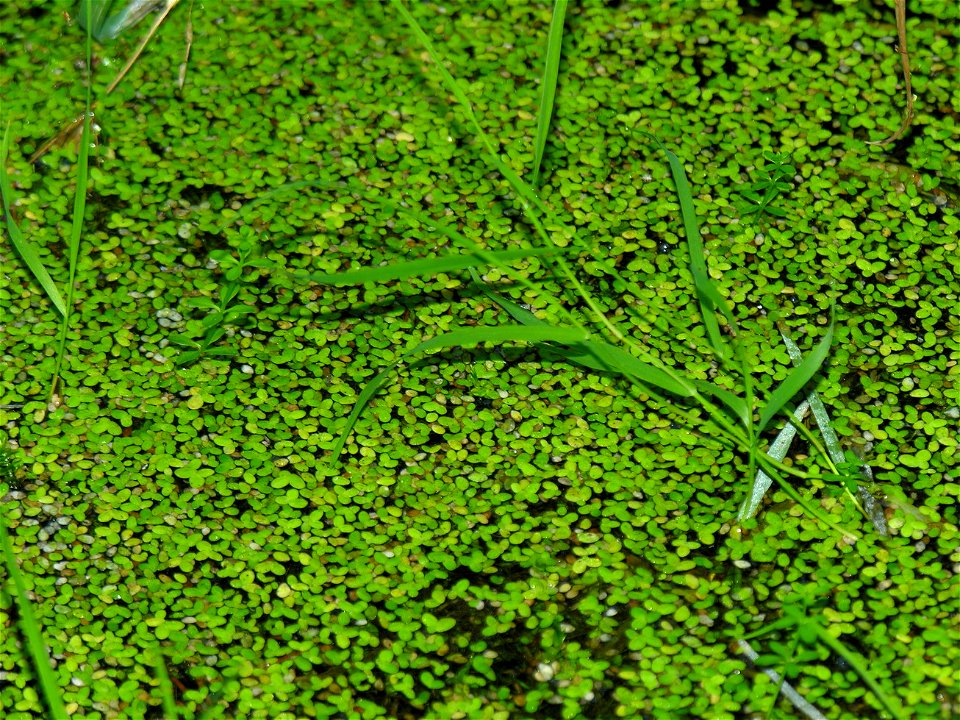 Mažoji plūdena (Lemna minor). Fam. Plūdeniniai (Lemnaceae)
Foto: Algirdas, 2005 m.