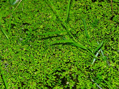 Mažoji plūdena (Lemna minor). Fam. Plūdeniniai (Lemnaceae)
Foto: Algirdas, 2005 m.